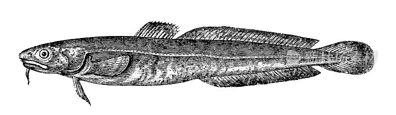 Burbot |古董动物插图